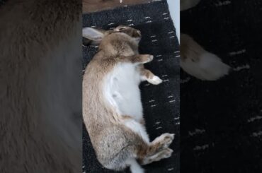 cute bunnyrabbit #shortrabbit