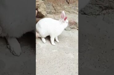 cute baby rabbit chiku beautiful #rabbit #cute #rabbitrabbit #trending #virel