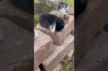 Cute baby bunnies!!!
