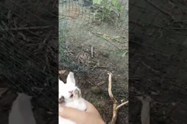 Rabbit baby, rabbits are going to bite