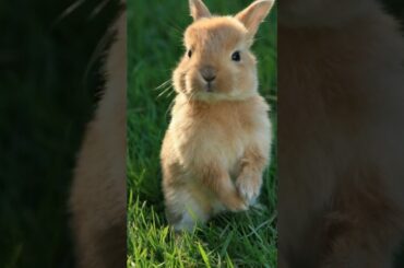 animal world| Cute rabbit #animal #shorts #rabbit