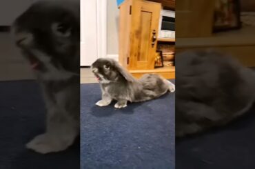 Cute rabbit yoga #shorts #yoga #viral