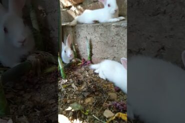 cute Bunny #bunny #petrabbit