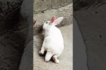 cute baby rabbit chiku beautiful #rabbit #cute #rabbitrabbit #trending #virel #funny #cuterabbit