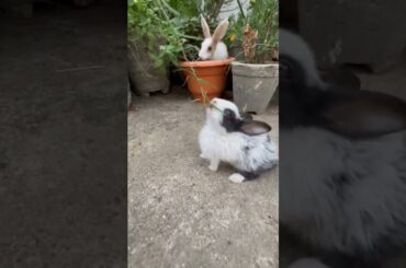 Cute baby bunny #shortsfeed #newshorts