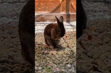 Hello #bunny #cute #rabbit