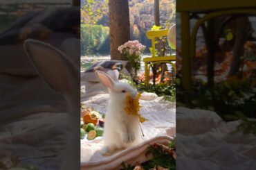 The Cutest Baby Bunny Rabbit | Cute Hungry rabbit | Baby Buns | Animals Lover | Pet Lover #shorts