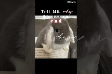 Cute baby bunnies!!!!