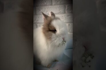 cute rabbit #shorts #youtubeshorts #passionvkvlog #cuterabbit