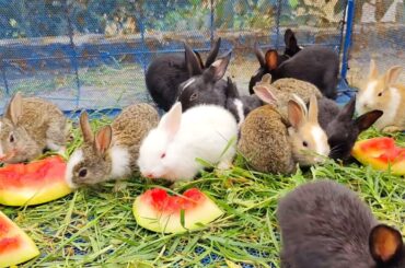 Cute Rabbits - Cute Bunnies - Cute Animals | Baby rabbits