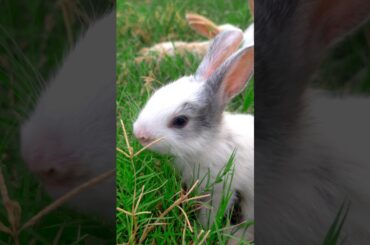 #animals cute rabbit baby. #shorts #viral