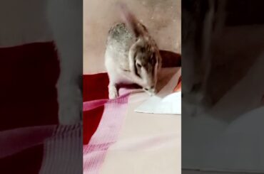 most cute #rabbit#subscribe #shorts