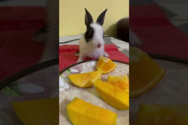 Cute baby rabbit #shortsfeed #baby #rabbiteating #10secondvideo