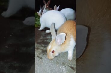 cute baby rabbits eating Water spinach @ayushisworld1  #pets #rabbit #shorts #youtube
