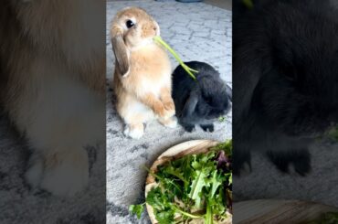 Cute bunny eating ASMR #shorts