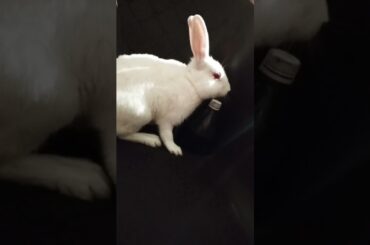 cute baby rabbit chiku #rabbit #cute #trending #virel #funny