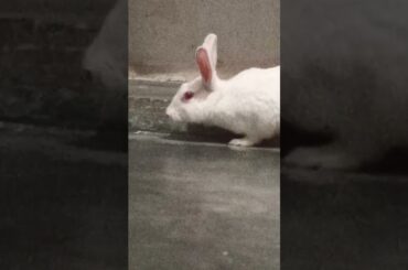 cute baby rabbit chiku beautiful #rabbit #cute #trending #bunny #babyrabbits #virel #funny