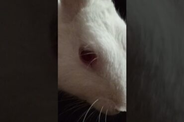 cute baby rabbit chiku cute baby #rabbit #cute #trending #virel #funny #rabbitrabbit