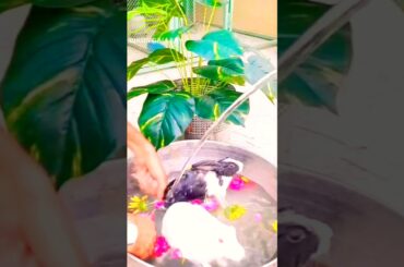 Cute #Rabbit Bath #cute #rabbit #fallowers #youtubeshorts #wildlife #nature #vairl #shorts
