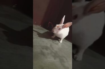 cute baby rabbit chiku #rabbit #cute #trending #bunny #babyrabbits #virel