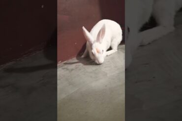 cute baby rabbit song in #rabbit #cute #babyrabbit #bunny #rabbitrabbit