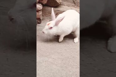 cute baby rabbit chiku cute #rabbit #cute #trending #bunny #babyrabbits #rabbitrabbit