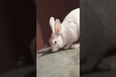 cute baby rabbit chiku cute #rabbit #cute #babyrabbit #bunny #rabbitrabbit #babyrabbits