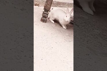 cute baby rabbit chiku cute #rabbit #cute #trending #bunny #babyrabbits #virel