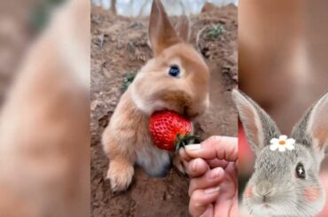 CUTE BUNNY COMPILATION CUTE RABBIT COMPILATION #cuterabbit #cutebunny #cuteanimals