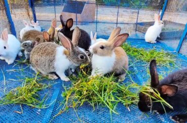 Beautiful baby rabbits | Cute baby bunnies peaceful video #animals