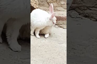 cute baby rabbit song in #rabbit #cute #trending #bunny #babyrabbits #virel #animal