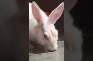 cute baby rabbit chiku beautiful #rabbit #cute #trending #bunny #babyrabbits #virel #funny