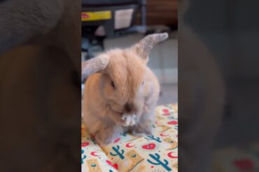 Cute Baby Bunny Washing Her Face 2023  | Wholesome Animals | #shorts