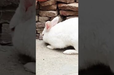 cute baby rabbit chiku beautiful pictures #rabbit #cute #trending #bunny #babyrabbits #virel #animal
