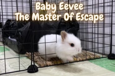 Lionhead Baby Rabbit Eevee, The Master Of Escape