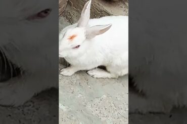 cute baby rabbit chiku cute #rabbit #cute #trending #rabbitrabbit #virel #funny
