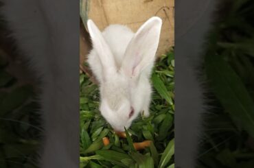 Cute baby Rabbit Eating grass#youtubeshorts#shortvideo#trending