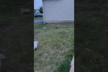 New video coming out today!!! #cuteanimals #cutebunny #cuterabbit #bunny #cute #rabbit #babyrabbits