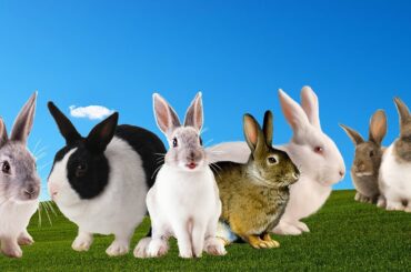 rabbits | funny rabbit | cute rabbit | Cute Baby Rabbits Playing, Feeding Activities | Bunny Rabbit
