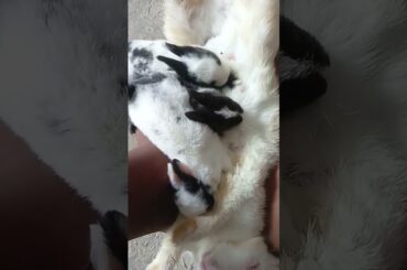#cute #babyrabbit 3 and mother