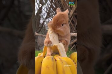 The baby bunnies are too cute! #bunny #rabbit
