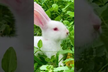 #shots  #cute #baby #rabbits
