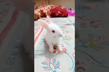 Red eye rabbit baby #babyrabbit #cutebaby #rabbit #white #viralshotss #shorts