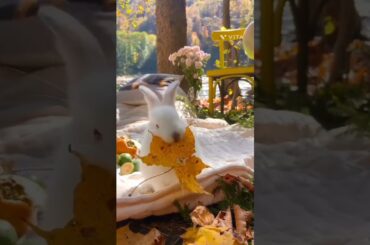 Cute rabbit #shorts #video
