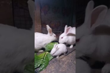 Cute Baby Rabbits Playing,Feeding Activities | Bunny Rabbit(Baby Rabbits)#RunnyRabbits #Babyrabbits