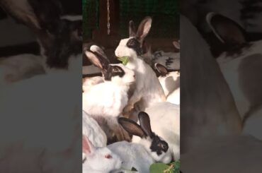 cute rabbit short video