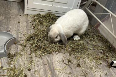 she organized my room while i was gone 🥰