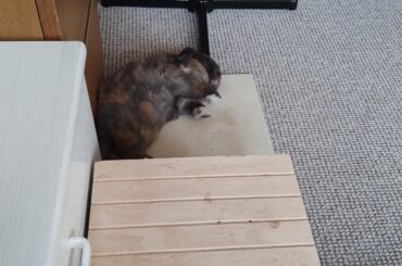 My sweet boy, his favourite tile, and his knobbly plastic head rest.