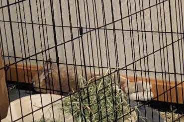 How did he flop into this position?