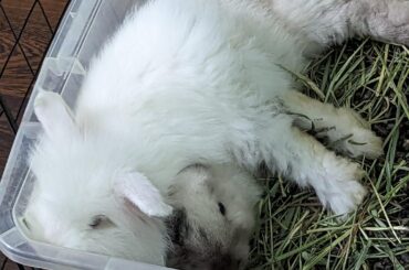 Butters is supreme comfort. Butters is bed.